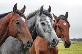 paardencoaching