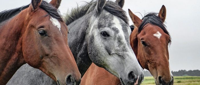 paardencoaching