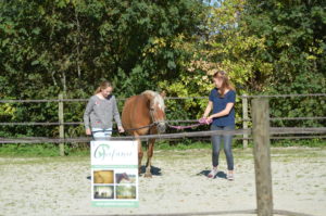 paardenkracht voor pubers