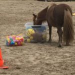 pony power voor kids