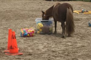 pony power voor kids