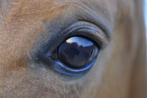 paardenkracht voor pubers