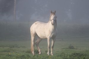 het verhaal van Annemiek