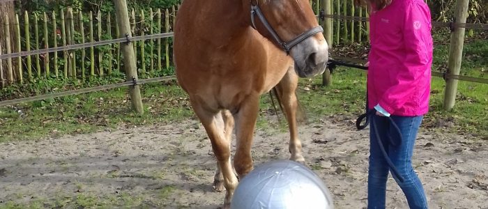 Paardenkracht voor Pubers in Haren op 13 mei