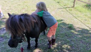 Pony power voor kids start op vrijdag 23 september