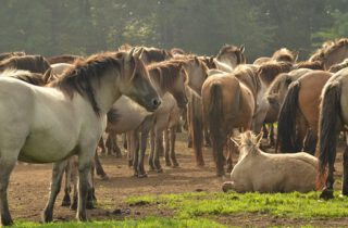 de buitenkant van het paard