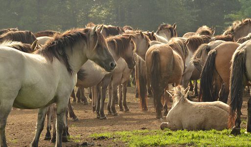 de buitenkant van het paard