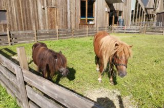 Pony Pret ochtend op zaterdag 2 juli