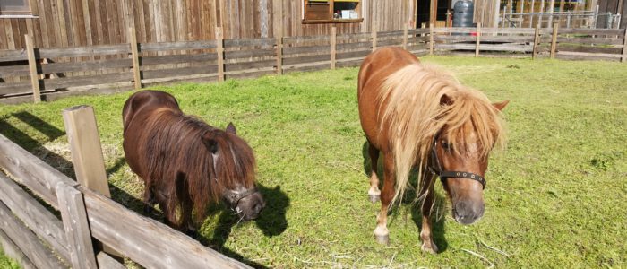 Pony Pret ochtend op zaterdag 2 juli