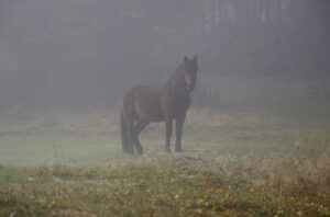 herfst